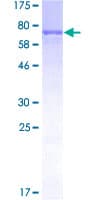 Human MAPKAPK5 / PRAK Protein (Recombinant GST)