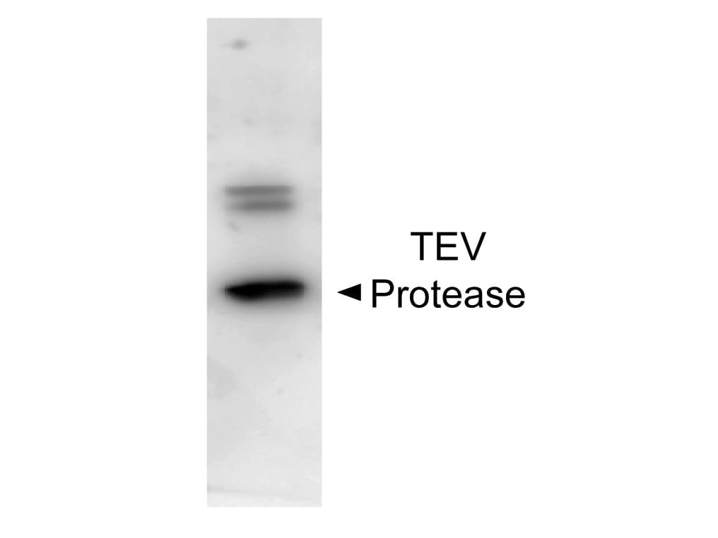 TEV Protease Antibody