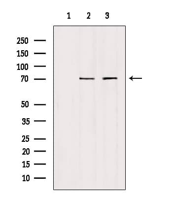 HGFAC / HGFA Antibody
