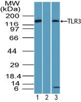 TLR3 Antibody (aa750-800)