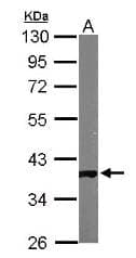 IHC-plus™ GAPDH Antibody