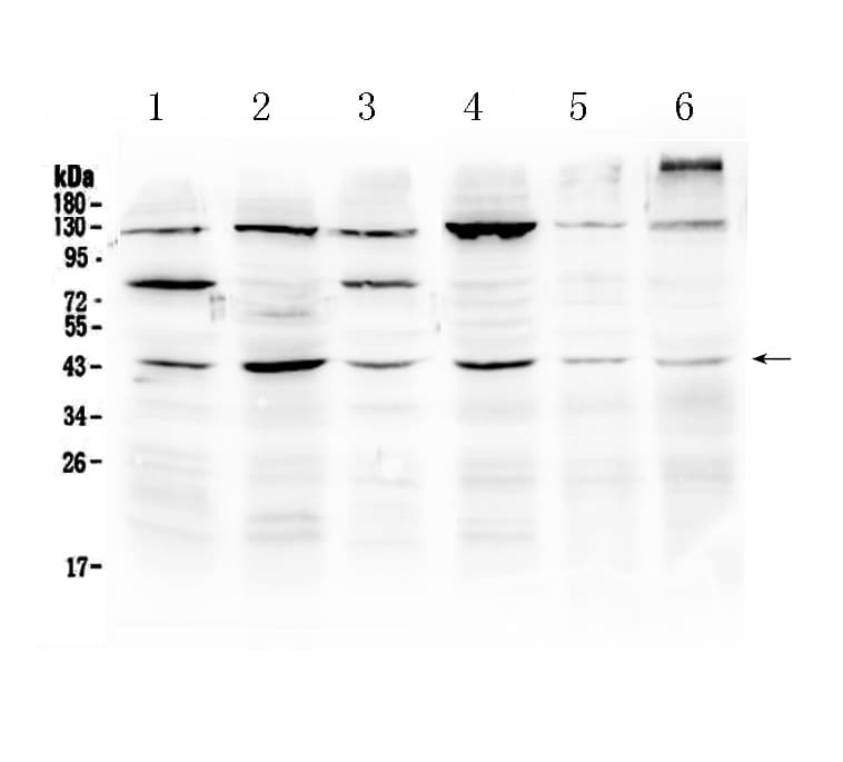 Osteonectin / SPARC Antibody
