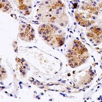 FUT6 Antibody