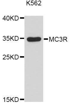 MC3R / MC3 Receptor Antibody