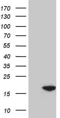 POLR2J Antibody (clone OTI1B11)
