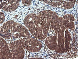 DNM1L / DRP1 Antibody (clone OTI3F3, Carrier-free)