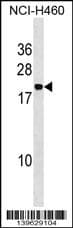 PPIAL4A Antibody (aa 66-92, Internal)