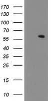 MKRN1 Antibody (clone OTI3F9, Carrier-free)