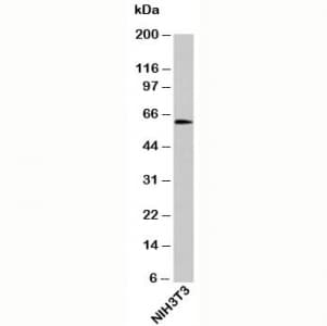OTUD5 Antibody (C-Terminus)