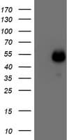 MEF2C Antibody (clone OTI2F2)