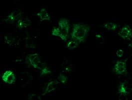 OSGEP Antibody (clone OTI8B3)