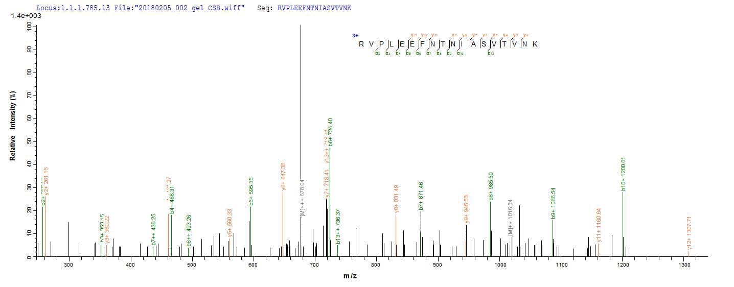 Clostridium botulinum Botulinum Neurotoxin type B Protein (Recombinant 10His, N-terminus + Myc, C-terminus)
