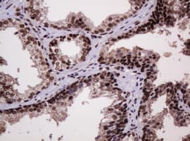 PCNA Antibody (clone OTI3D6)