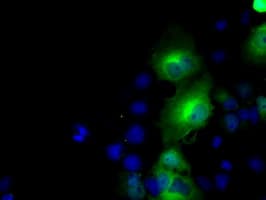 IHC-plus™ BHMT Antibody (clone 3E11)