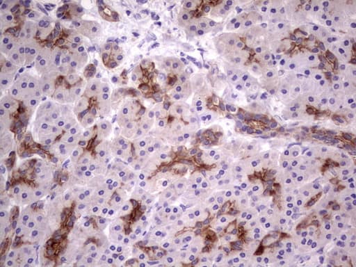 CD30 Antibody (aa19-379, clone OTI2G7)