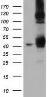 DNAJA2 Antibody (clone OTI3A1)