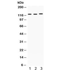 XPO1 / CRM1 Antibody