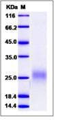 Human FLT3LG / Flt3 Ligand Protein (Recombinant His,N-terminus)