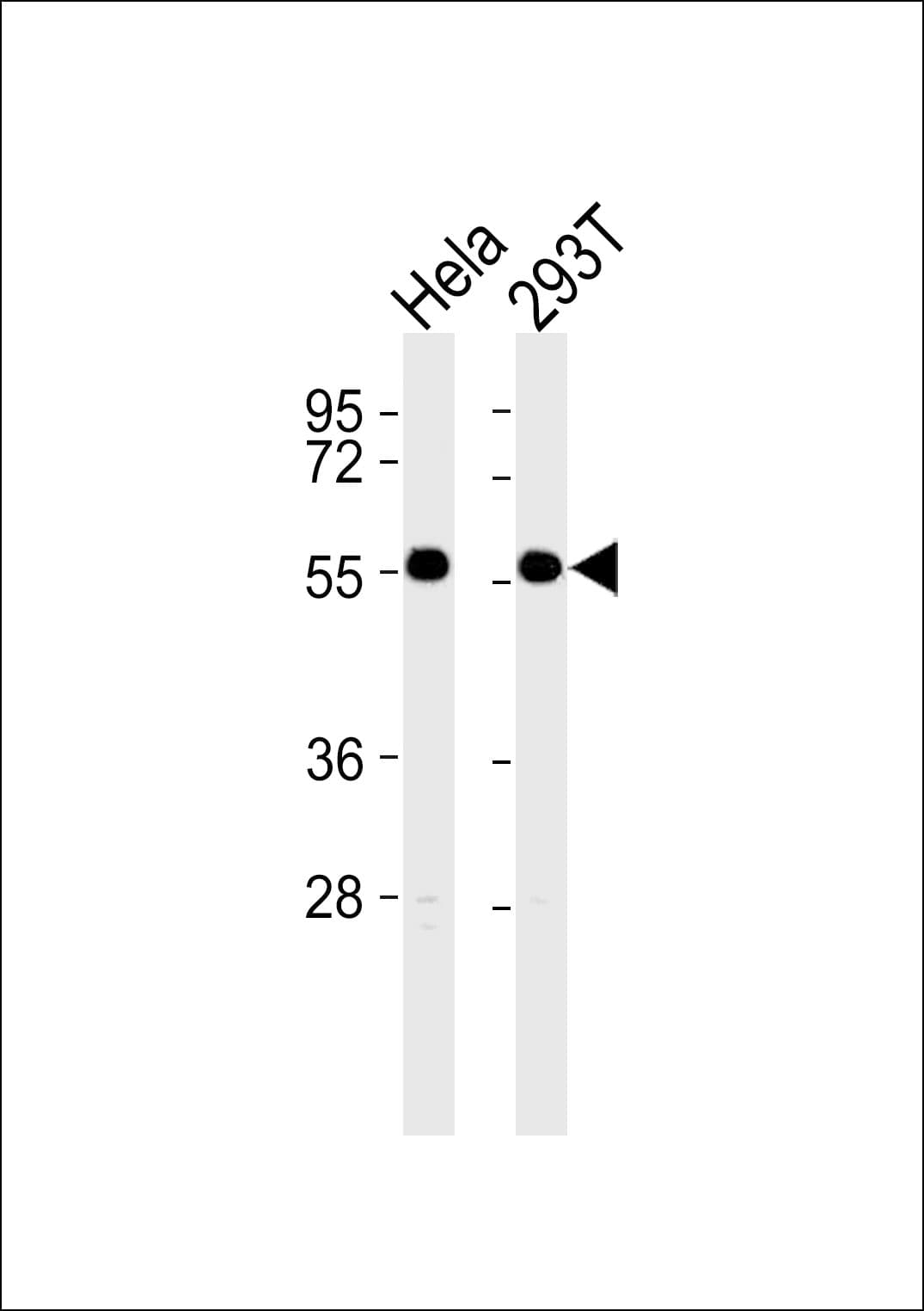 GORASP2 / GRASP55 Antibody