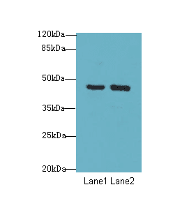 FBXO25 Antibody