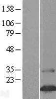 FAM24B Protein (Over-Expression Lysate Myc-DDK (Flag))