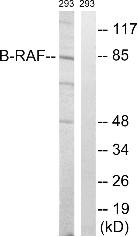 IHC-plus™ Polyclonal Rabbit anti-Human BRAF / B-Raf Antibody (aa411-460, IHC, WB)