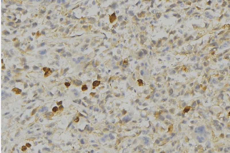 PRDX4 / Peroxiredoxin 4 Antibody
