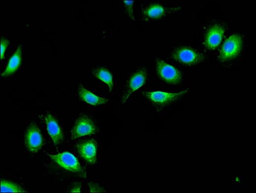 APG4B / ATG4B Antibody