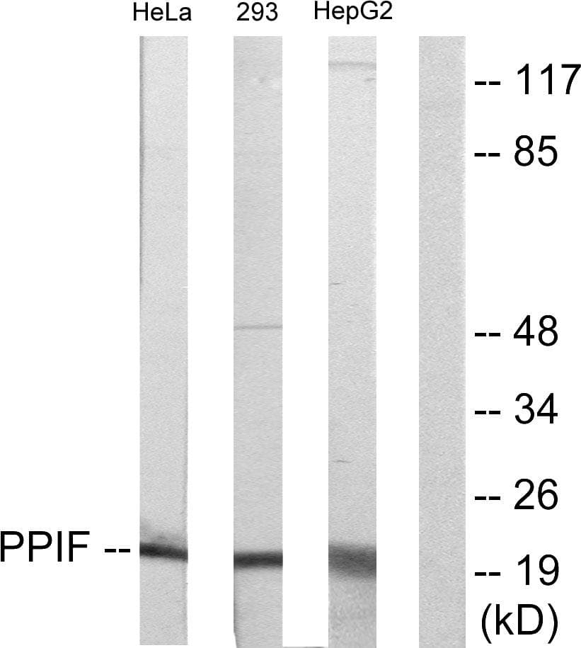 PPIF / Cyclophilin F Antibody