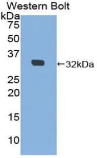MIB2 Antibody (aa407-663, FITC)