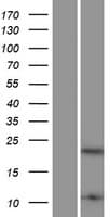 HMGB4 Protein (Over-Expression Lysate Myc-DDK (Flag))
