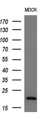 CDKN1A / WAF1 / p21 Antibody (aa2-164, clone OTI5G1, Carrier-free)