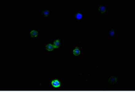 NES / Nestin Antibody (clone 2G2F7)