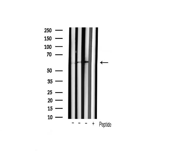 SRC Antibody (phospho-Tyr530)