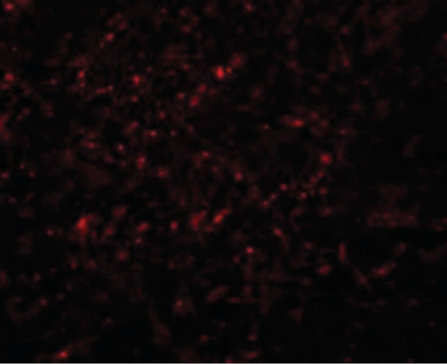 GRB10 Antibody