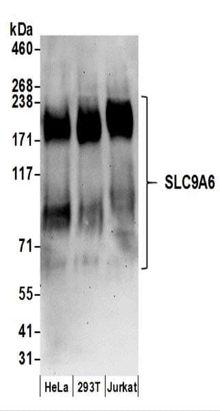SLC9A6 Antibody (aa619-669)