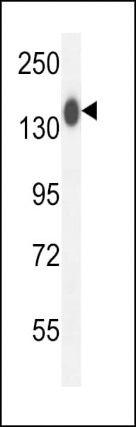 COL19A1 / Collagen XIX Antibody (aa144-170)