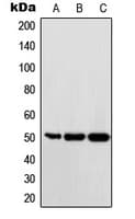 c-Maf Antibody (C-Terminus)
