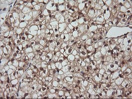 LZIC Antibody (clone OTI5E3)