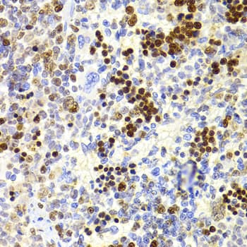NASP Antibody