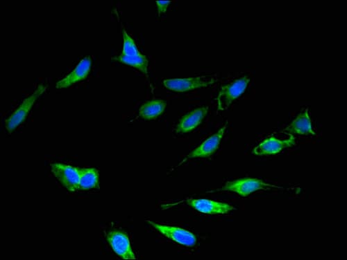 EHD2 Antibody