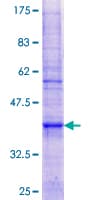 Human ATP5G3 Protein (Recombinant GST)