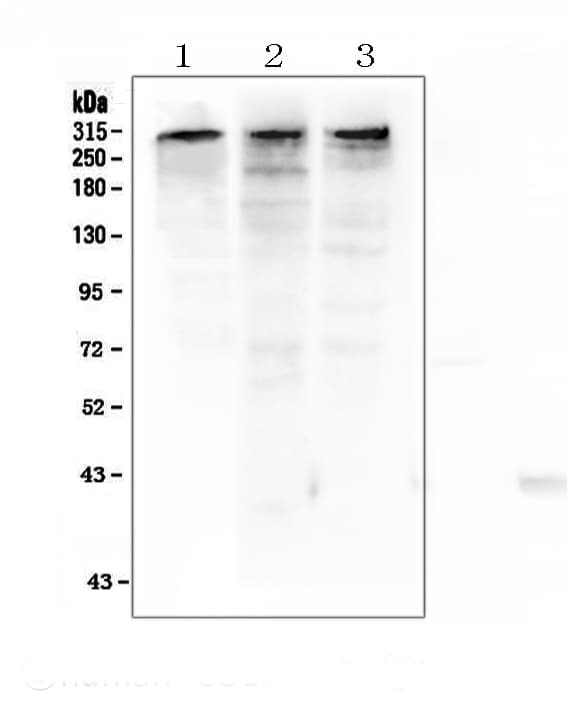 EP300 / p300 Antibody (aa2065-2414)