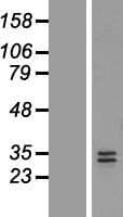 NTF3 / Neurotrophin 3 Protein (Over-Expression Lysate Myc-DDK (Flag))