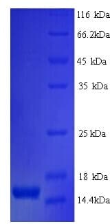 Drosophila melanogaster Partner of Bursicon Protein (Recombinant His)