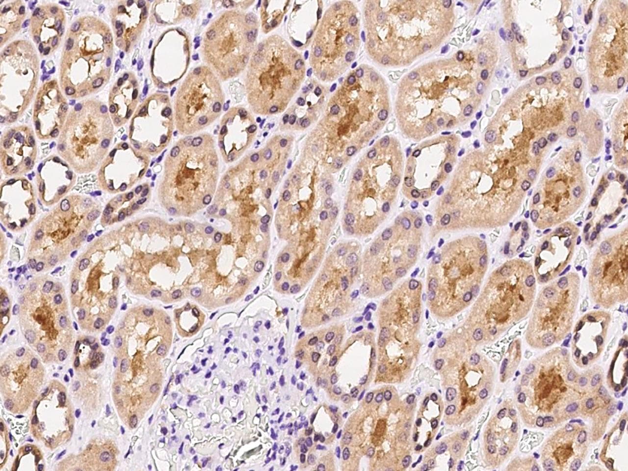 FGF5 Antibody