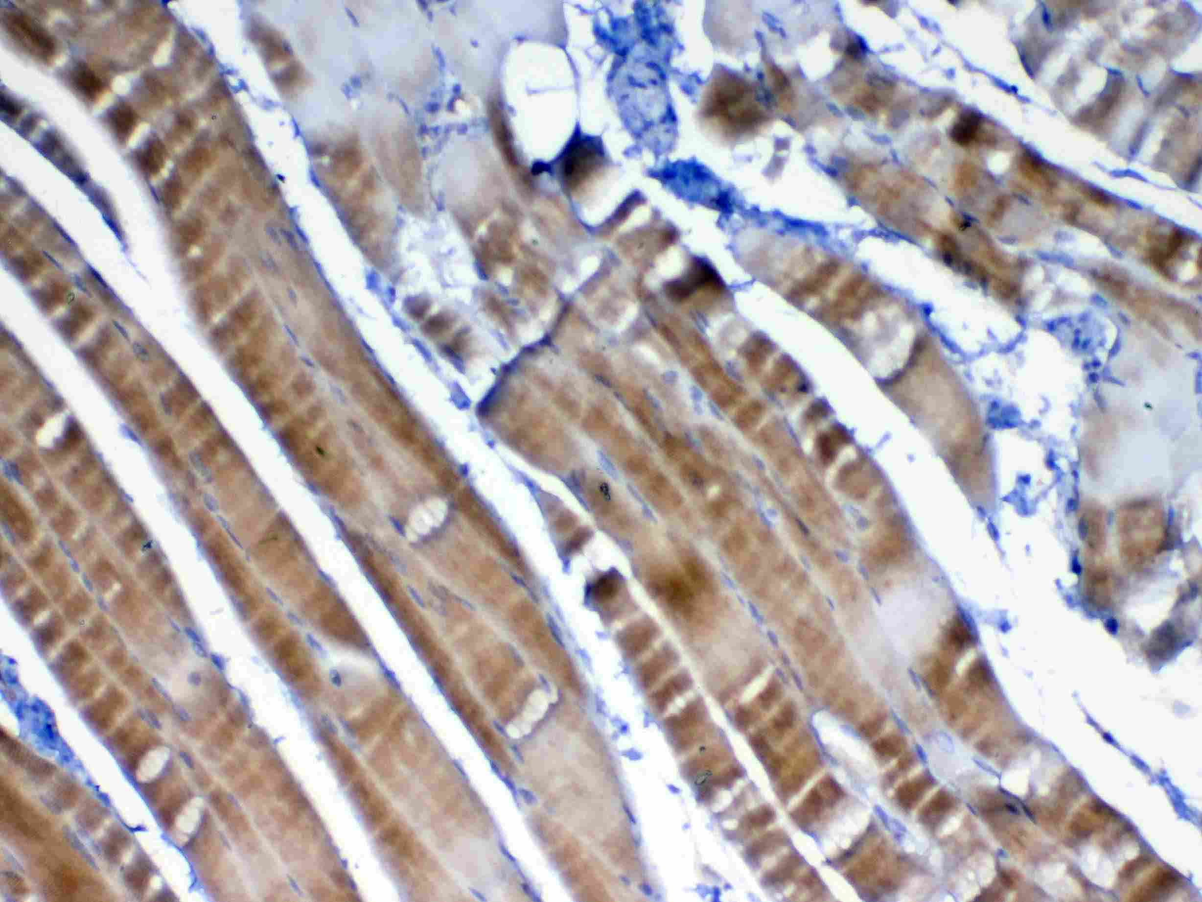 VEGFB Antibody