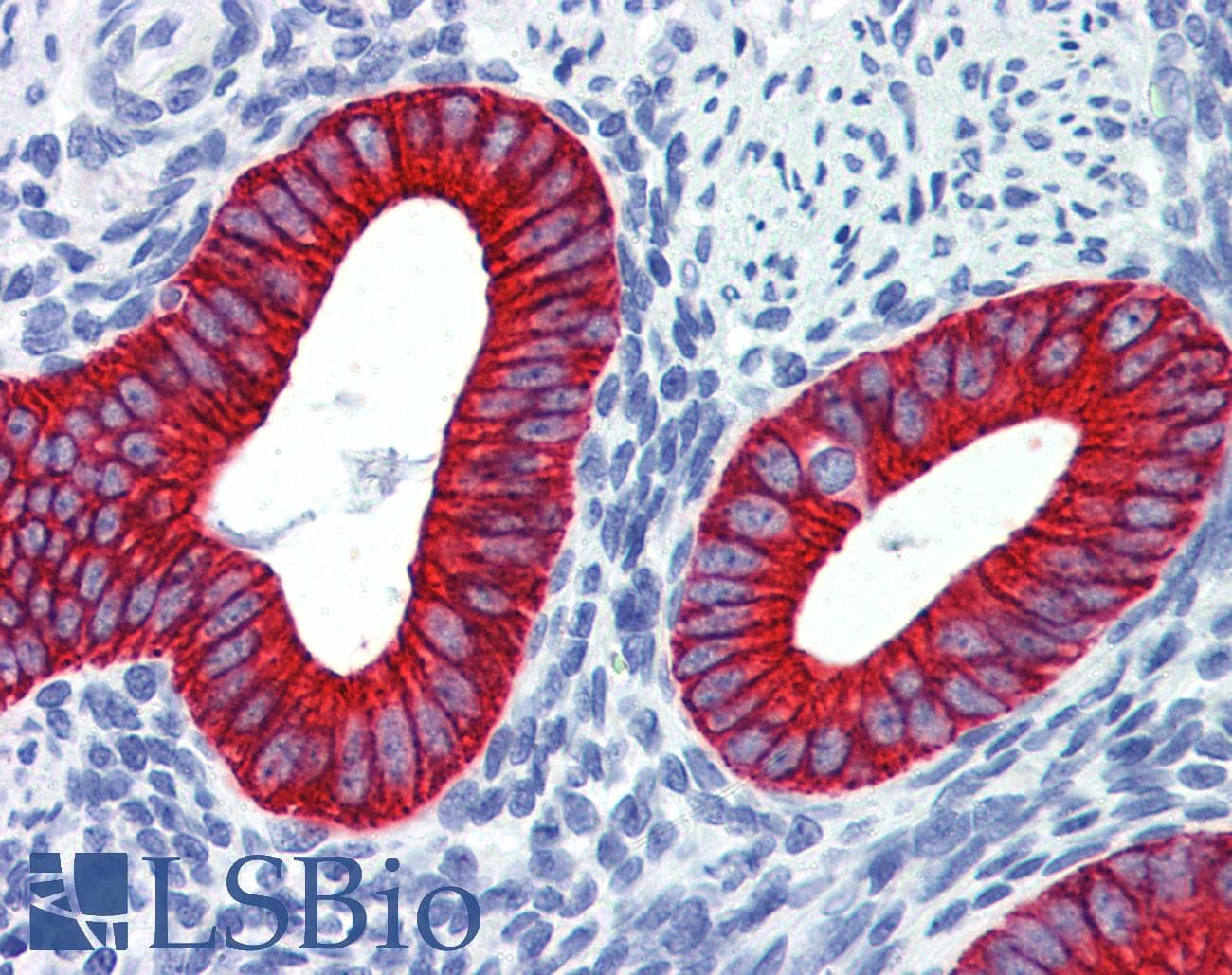 PathPlus™ Pan Cytokeratin Antibody (clone 7H8)