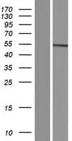 SLC30A10 Protein (Over-Expression Lysate Myc-DDK (Flag))