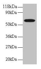 GABARAPL2 / ATG8 Antibody